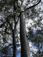 Corymbia maculata