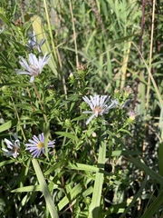 Symphyotrichum subspicatum