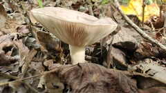 Lactarius argillaceifolius argillaceifolius