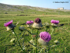 Cirsium lobelii