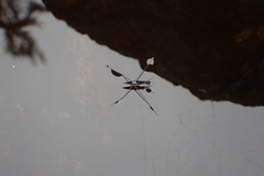 Limnoporus notabilis