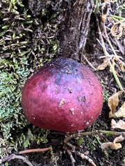Russula xerampelina