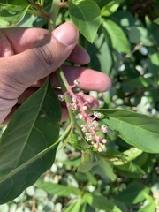 Phytolacca americana rigida