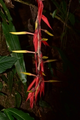 Pitcairnia stevensonii