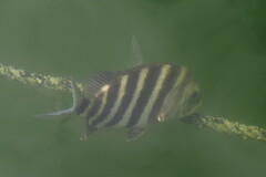 Archosargus probatocephalus