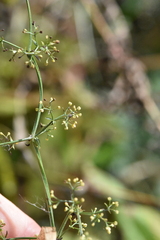 Galium rivale