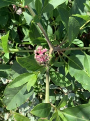 Phytolacca americana rigida