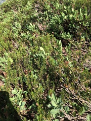 Phyllodoce empetriformis