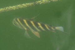Archosargus probatocephalus