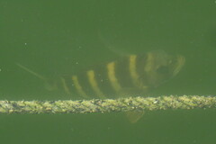 Archosargus probatocephalus