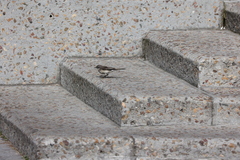 Motacilla capensis capensis