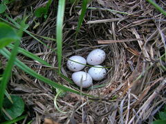 Junco hyemalis