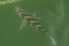 Archosargus probatocephalus