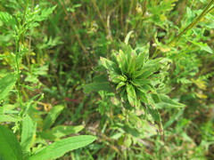 Rhopalomyia solidaginis