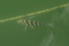 Archosargus probatocephalus