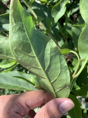 Phytolacca americana rigida