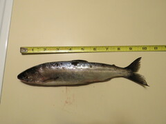 Oncorhynchus nerka