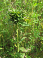 Rhopalomyia solidaginis