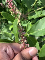 Phytolacca americana rigida