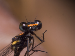 Nososticta impercepta