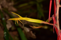 Pitcairnia stevensonii
