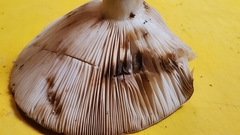 Lactarius argillaceifolius argillaceifolius