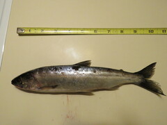 Oncorhynchus nerka