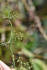 Galium rivale
