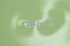 Microgobius gulosus