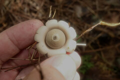 Geastrum