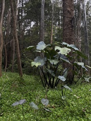 Colocasia