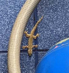 Hemidactylus platyurus