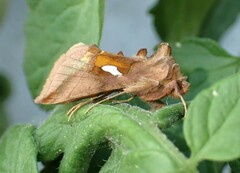 Autographa metallica