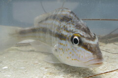 Orthopristis chrysoptera