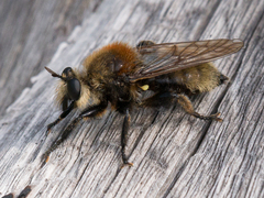 Laphria insignis