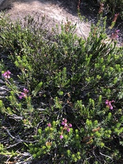 Phyllodoce empetriformis