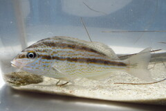 Orthopristis chrysoptera