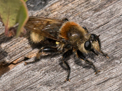 Laphria insignis