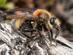 Laphria insignis