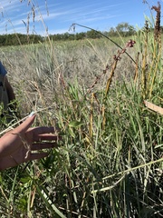 Sidalcea hendersonii
