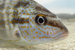 Orthopristis chrysoptera