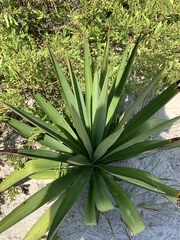 Yucca gloriosa