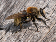 Laphria insignis