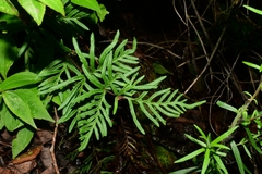 Pteridaceae