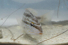 Orthopristis chrysoptera