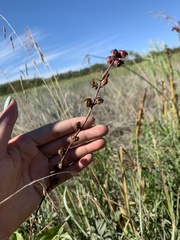 Sidalcea hendersonii