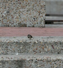 Motacilla capensis capensis