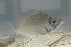 Eucinostomus gula