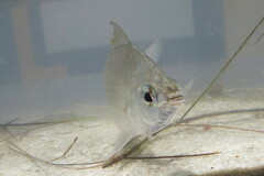 Eucinostomus gula