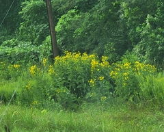 Silphium perfoliatum